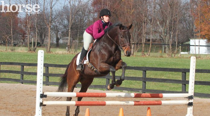 Horse and rider schooling over fences with traffic cone fillers