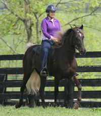 liz rocky mountain horse