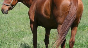 Ask the Vet: EOTRH