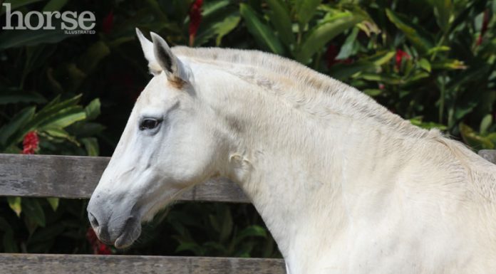 mangalarga marchador headshot