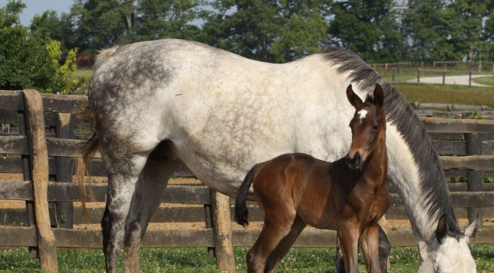 mare and foal