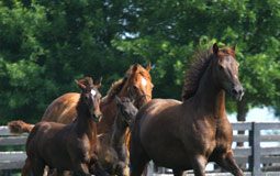 mares and foal