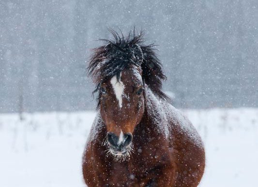 marey in the snow