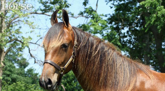 marwari horse