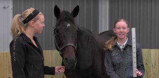 measure horse video