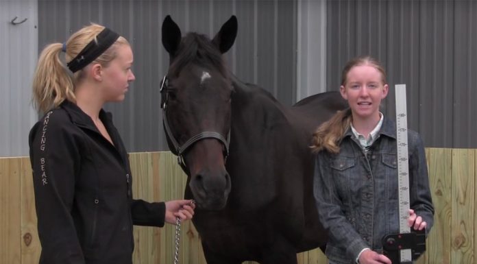 measure horse video