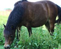 mini horse grazing