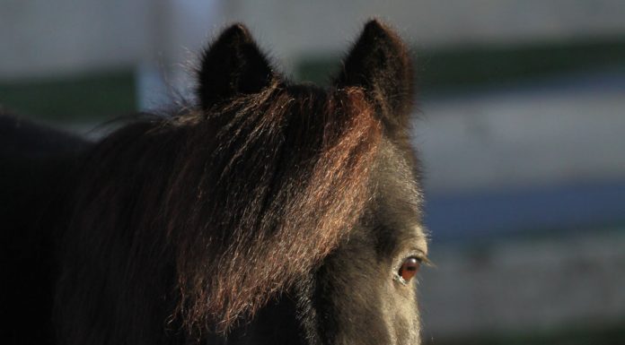 miniature horse