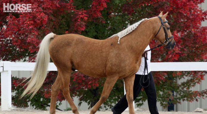 morab palomino horse