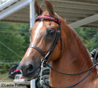 morgan horse headshot