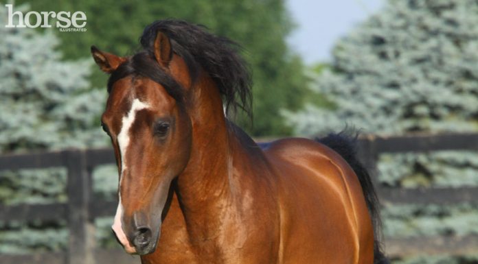 morgan horse running in the pasture