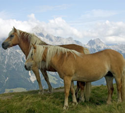 mountains horses