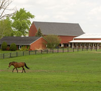 horse pasture