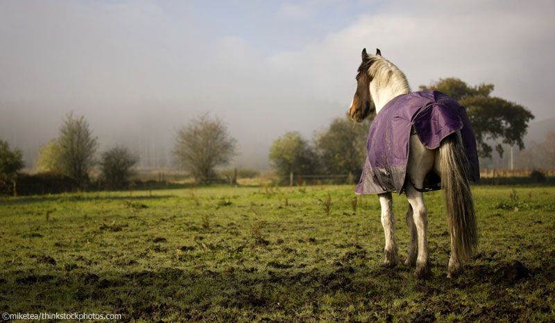 Mud-Related Health Problems - Horse Illustrated