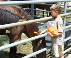 mustangs carrots