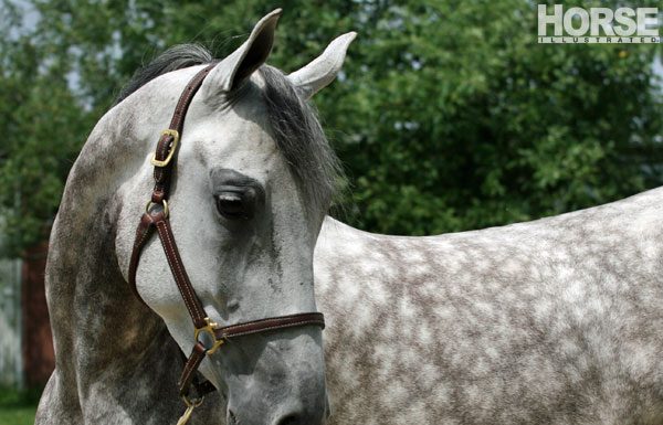 national show horse