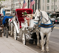 nyc carriage horse