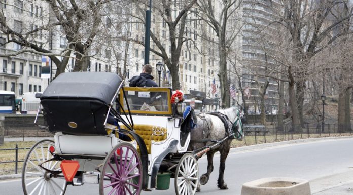 nyc carriage horse