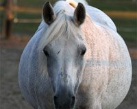 obese horse