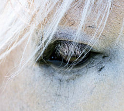 palamino horse eye