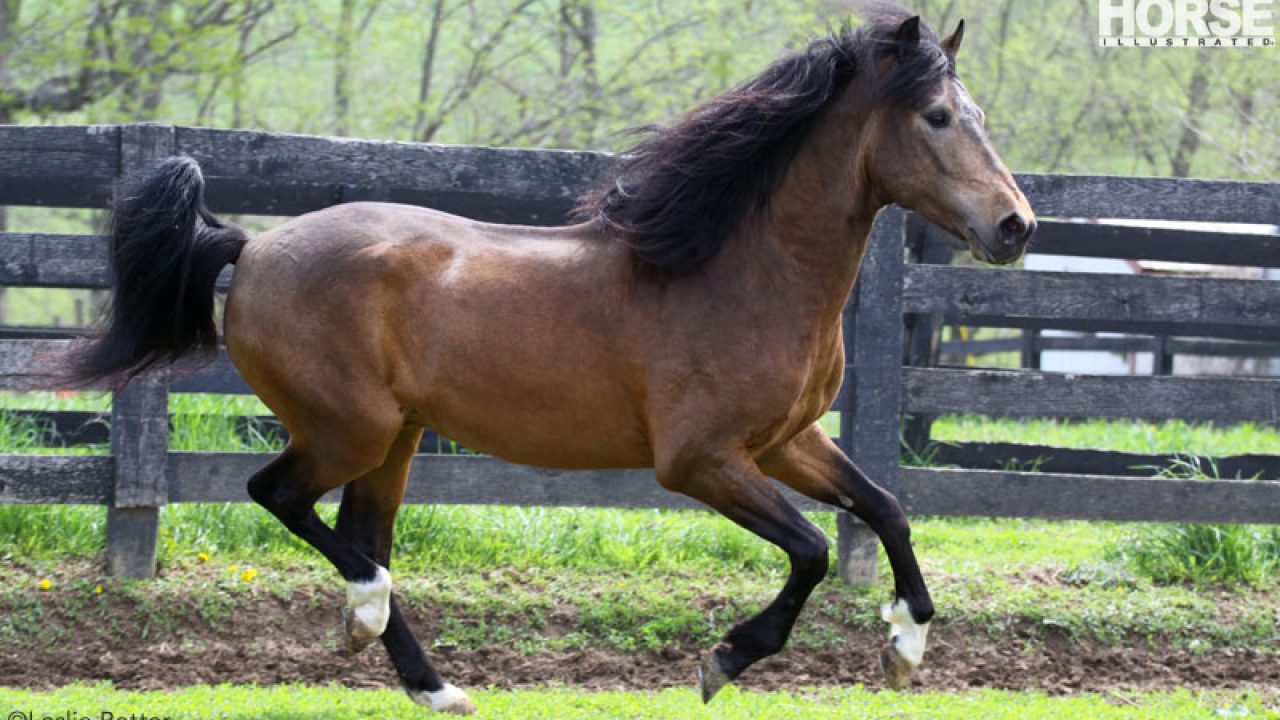 Special Feature: The Paso Fino Horse with José Colón  The energetic,  natural, four beat gait of the Paso Fino isn't the only thing that makes  this Latin American breed so exciting
