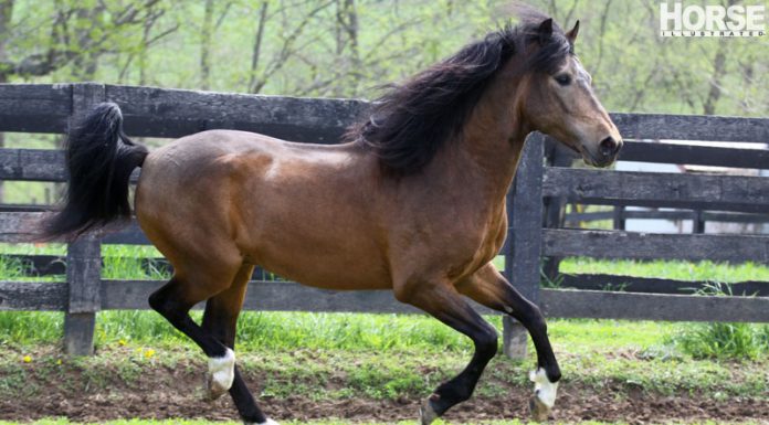 paso fino horse