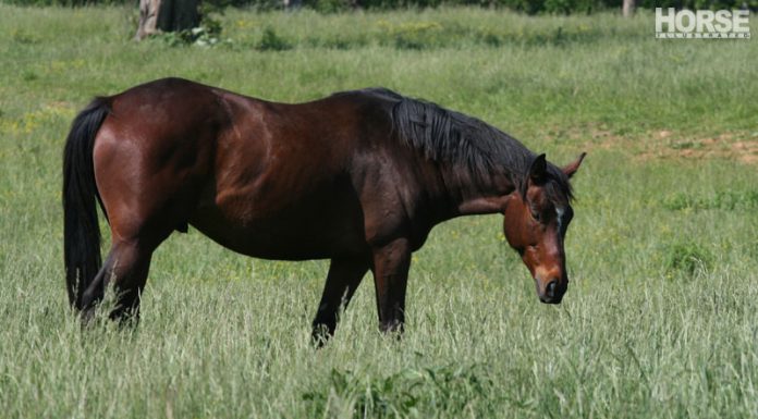 pasture bay horse