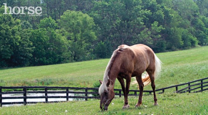 Horse in a pasture