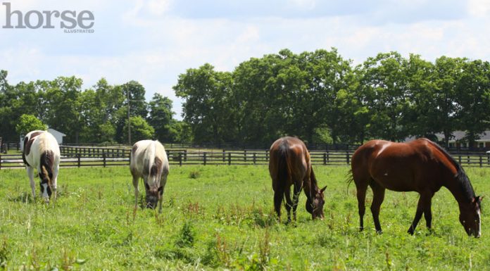 horse pasture in summer