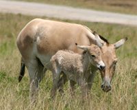 persian onager