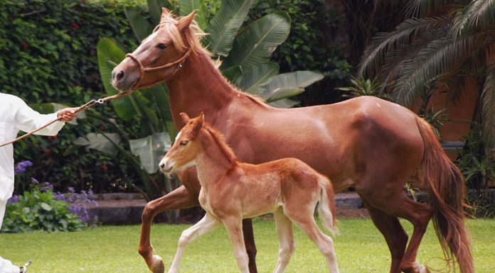 peruvian mare foal