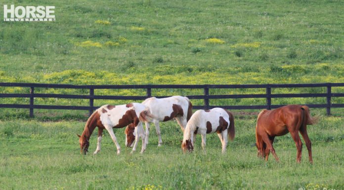 pinto pasture