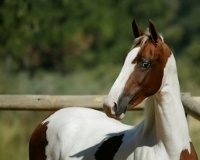 pinto saddlebred