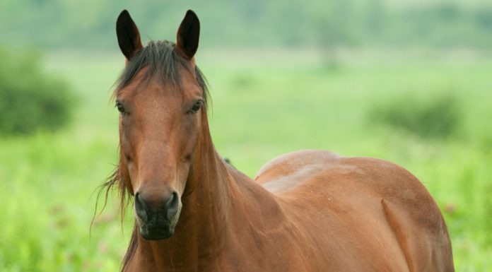 plain bay horse