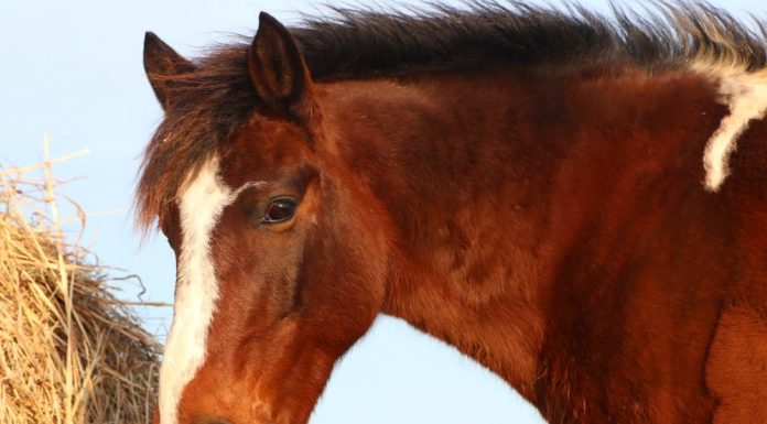 Pony eating hay from a roundbale