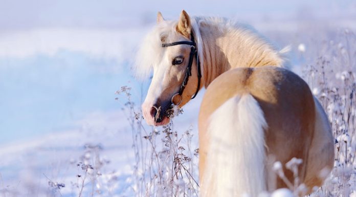 pony in snow