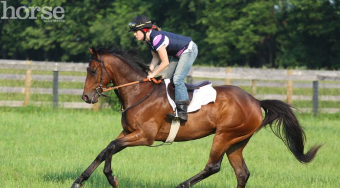 racehorse training