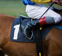 racing horse