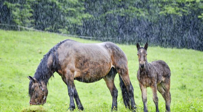 Mare and foal in the rain