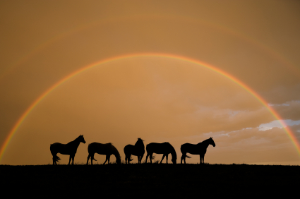 horse silhouettes under a rainbow