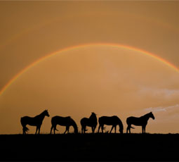 rainbow horses