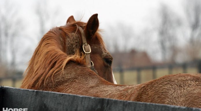 Horse at the Kentucky Equine Adoption Center