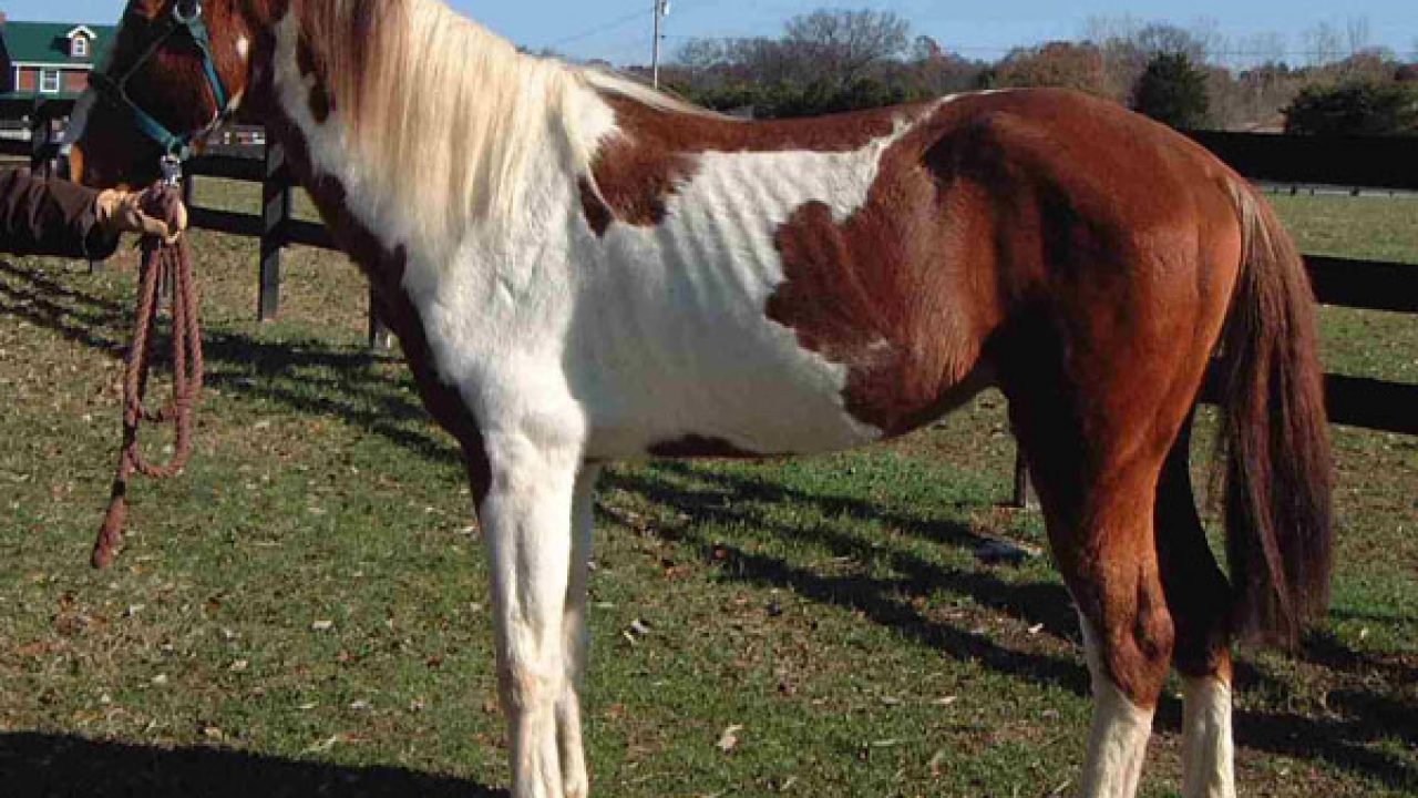 Rescue ponies near store me