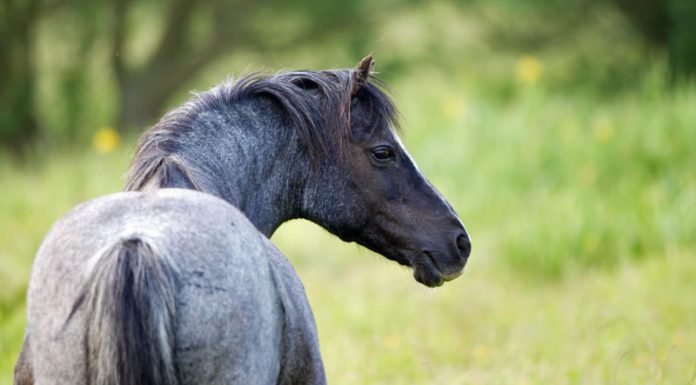 roan pony