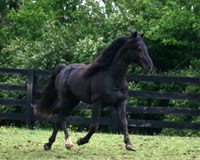 rocky mtn horse