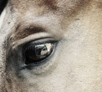 horse sad eye