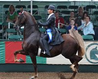 saddlebred equitation blue