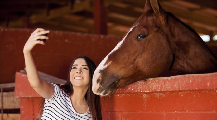 selfie with horse