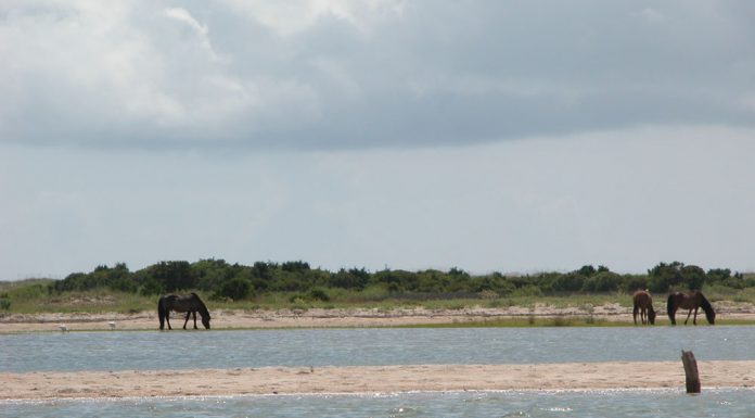 shackleford horses