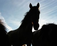 shadow horses